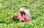 Шри Ланка. Нувара Элия, сборщица чая