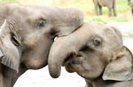 Шри Ланка. Пиннавеле, слоны